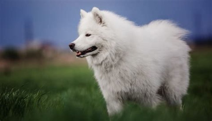 Discover the Charm of Massive White Fluffy Dogs: A Comprehensive Guide