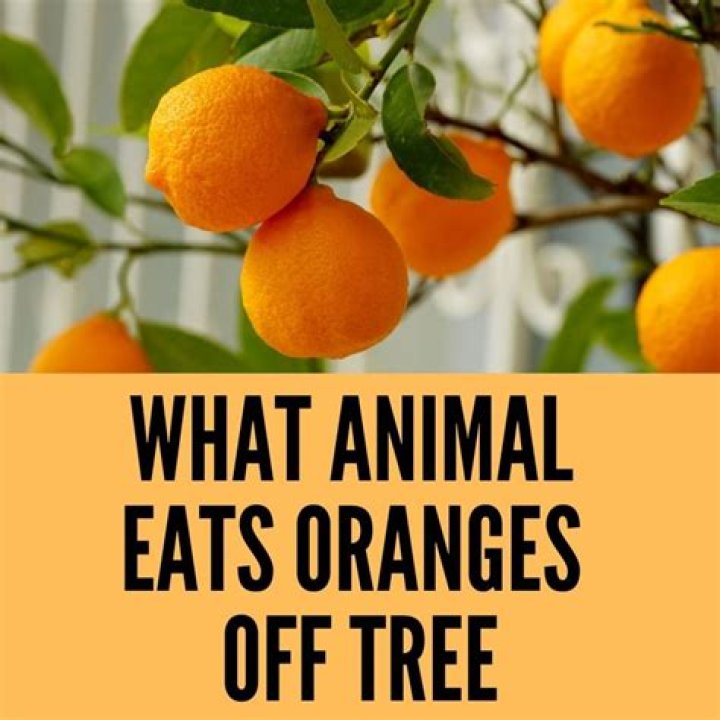Do possums eat oranges off the tree