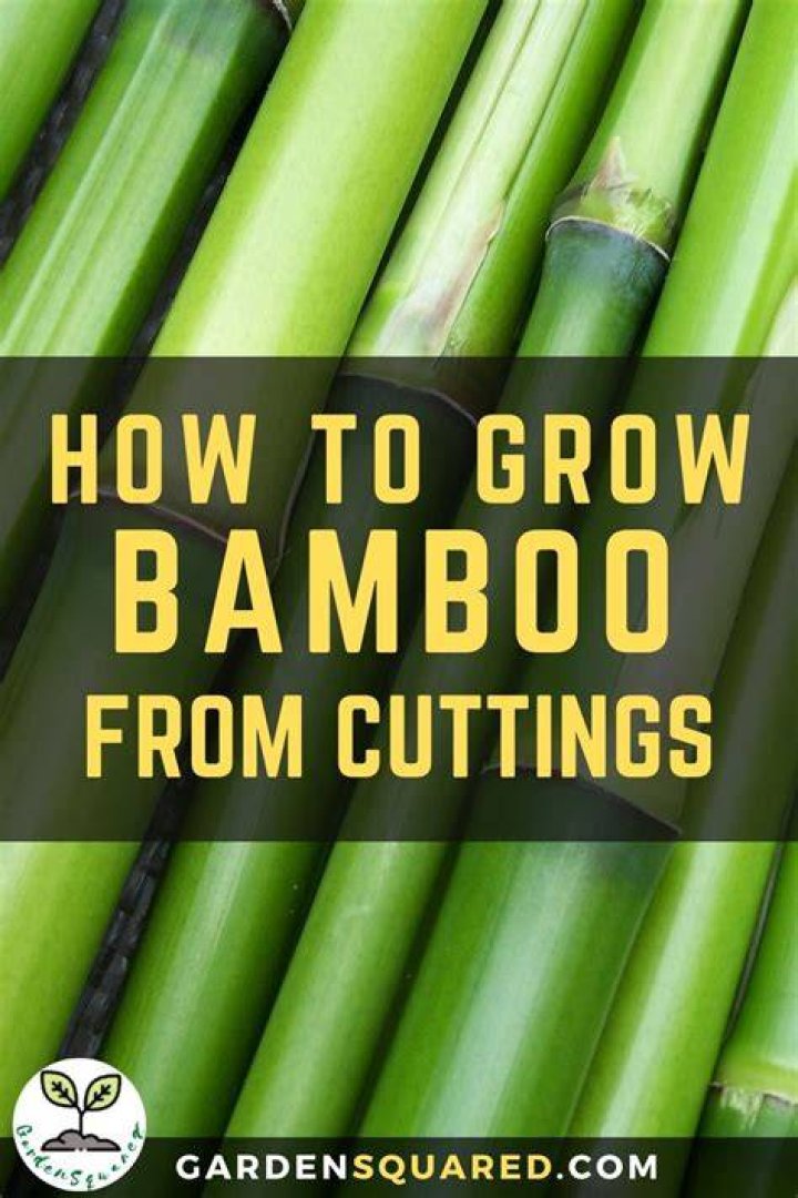How to grow bamboo in utah