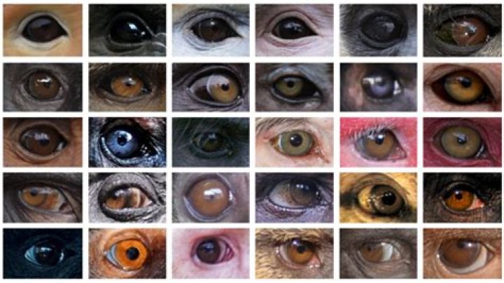 What color eyes do owls have