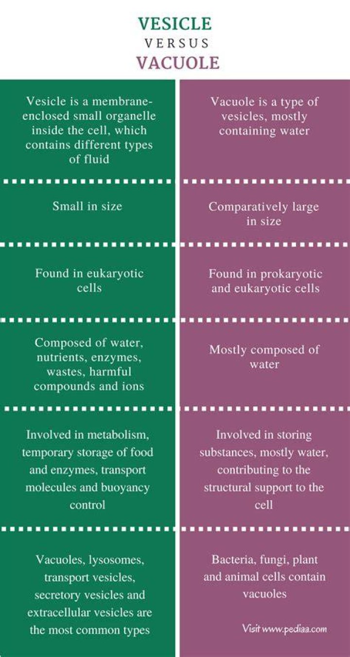 What is the Difference Between Vesicle and Vacuole